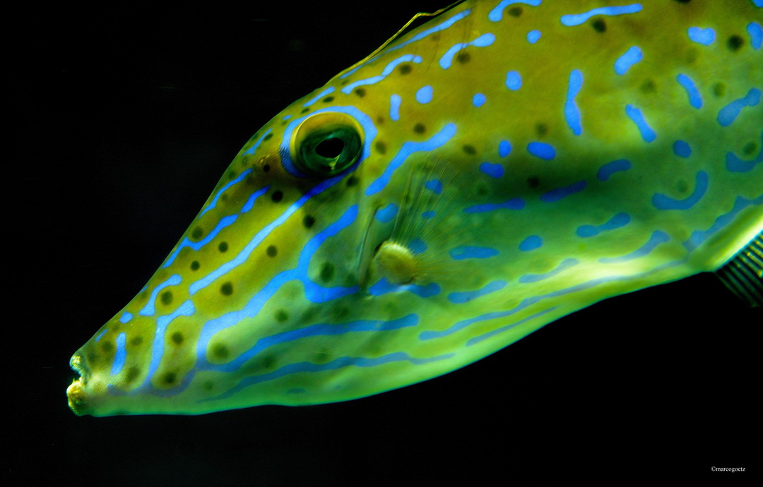 FISCH AQUARIUM KAIYUKAN OSAKA JAPAN